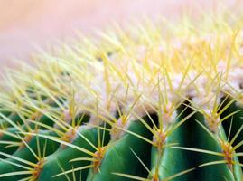 Cactus species Echinocactus grusonii, golden barrel cactus photo