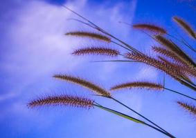 Mission grass and the blue sky photo