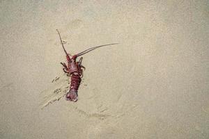 Dead red spiny lobster on the sand photo