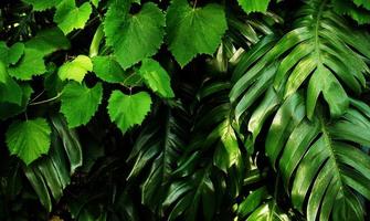 Tropical green leaf photo