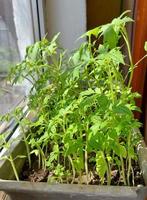 seedlings of tomatoes in a pot on the windowsill. growing vegetables at home. photo