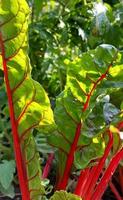 chard lettuce grow in the vegetable garden. colorful leaves. growing vegetables. photo