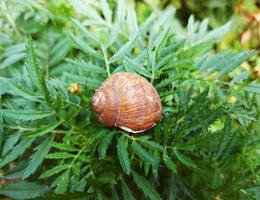 the snail hid in the shell on the leaves of the plant. photo