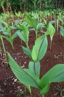 planta de cúrcuma con hojas verdes en el jardín foto