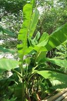 banana tree with green leaves growing in the garden photo