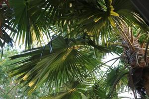 green and wide palm leaves in a garden photo