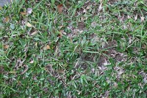 green elephant grass in a park photo