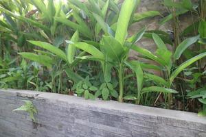 ornamental plant with long green leaves called Strelitzia reginae photo