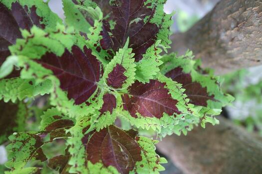 hermosa planta de hojas de mayana en el jardín foto