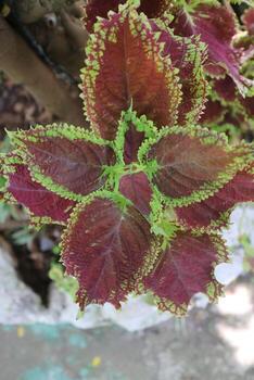 hermosa planta de hojas de mayana en el jardín foto