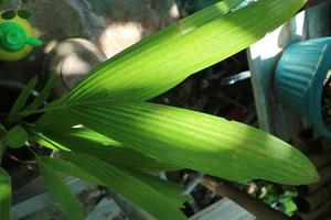 Plants from coconut tree buds photo