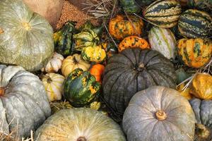 Colourful organic pumpkins and gourds on agricultural fair. Harvesting autumn time concept. Garden fall natural plant. Thanksgiving halloween decor. Festive farm rural background. Vegetarian food. photo