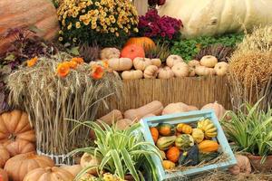 calabaza orgánica colorida en caja de madera en feria agrícola. cosechando el concepto de tiempo de otoño. jardín otoño planta natural. decoración de halloween de acción de gracias. fondo rural de la granja festiva. comida vegana. de cerca foto