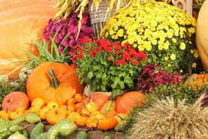 coloridas calabazas orgánicas y calabazas en feria agrícola. cosechando el concepto de tiempo de otoño. jardín otoño planta natural. decoración de halloween de acción de gracias. fondo rural de la granja festiva. comida vegetariana. foto