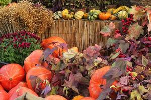 Colourful organic pumpkins and gourds on agricultural fair. Harvesting autumn time concept. Garden fall natural plant. Thanksgiving halloween decor. Festive farm rural background. Vegetarian food. photo