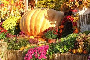 Colourful organic pumpkins and gourds on agricultural fair. Harvesting autumn time concept. Garden fall natural plant. Thanksgiving halloween decor. Festive farm rural background. Vegetarian food. photo