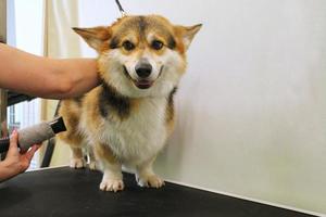 Pet professional master groomer blow drying corgi welsh pembroke dog after washing in grooming salon. Female hands using hair dryer getting fur dried with a blower. Animal hairstyle concept. Close-up. photo