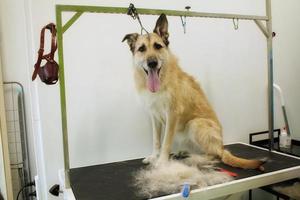 gracioso perro pastor mestizo con cinturón de seguridad parado en la mesa de aseo de perros en el salón. concepto de cuidado de mascotas, bienestar, spa, higiene, belleza de los animales. de cerca foto