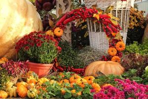 Colourful organic pumpkins and gourds on agricultural fair. Harvesting autumn time concept. Garden fall natural plant. Thanksgiving halloween decor. Festive farm rural background. Vegetarian food. photo