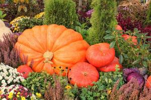 Colourful organic pumpkins and gourds on agricultural fair. Harvesting autumn time concept. Garden fall natural plant. Thanksgiving halloween decor. Festive farm rural background. Vegetarian food. photo