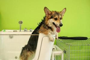 Corgi welsh pembroke with wet fur standing in a bathroom after bathing and washing in grooming salon. Professional hygiene, welness, spa procedures of animals concept. Domestic pet care idea. Close up photo