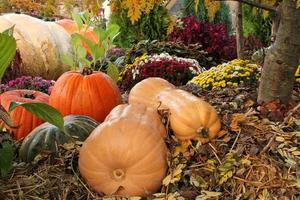 Colourful organic pumpkins and gourds on agricultural fair. Harvesting autumn time concept. Garden fall natural plant. Thanksgiving halloween decor. Festive farm rural background. Vegetarian food. photo