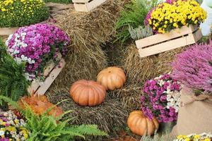 Colourful organic pumpkins and gourds on agricultural fair. Harvesting autumn time concept. Garden fall natural plant. Thanksgiving halloween decor. Festive farm rural background. Vegetarian food. photo