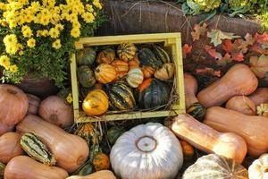 Colorful organic pumpkin in wooden box on agricultural fair. Harvesting autumn time concept. Garden fall natural plant. Thanksgiving halloween decor. Festive farm rural background. Vegan food. Closeup photo