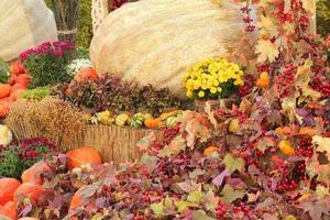 Colourful organic pumpkins and gourds on agricultural fair. Harvesting autumn time concept. Garden fall natural plant. Thanksgiving halloween decor. Festive farm rural background. Vegetarian food. photo