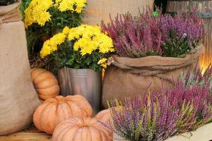 coloridas calabazas orgánicas y calabazas en feria agrícola. cosechando el concepto de tiempo de otoño. jardín otoño planta natural. decoración de halloween de acción de gracias. fondo rural de la granja festiva. comida vegetariana. foto