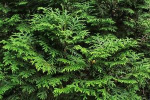 Green branches of thuja tree. Evergreen chinese cypress tui coniferous. Thuya juniper twig. Decorative plant gardening. Nature cedar christmas composition leaves texture pattern background. Close-up photo