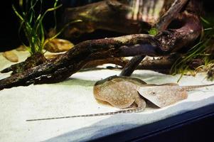 dos peces de rayas en el acuario del zoológico. foto