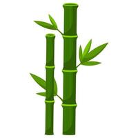 bamboo plant leaves nature fresh from asia vector