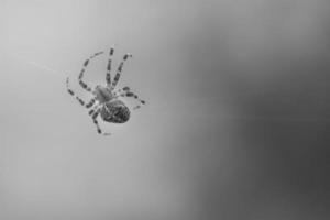 araña cruzada rodada en blanco y negro, arrastrándose sobre un hilo de araña. susto de halloween foto