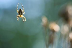 Cross spider crawling on a spider thread. A useful hunter among insects.Blurred photo