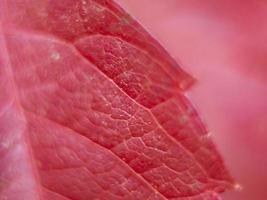 Close up leaf red with bokeh, autumn background. photo