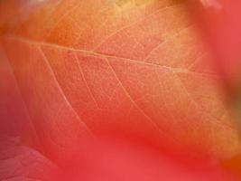 Leaf wallpaper in foreground with intense colors, Close up bokeh background. photo