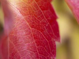 primer plano de hoja de árbol rojo. hermoso fondo de naturaleza. foto