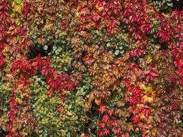 vertical wall of colored tree leaves red, yellow and green, nature background. photo