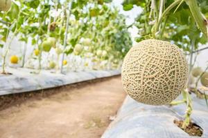 Fresh green Japanese cantaloupe melons plants growing in organic greenhouse garden photo