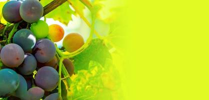 A branch of grape leaves against a clear blue sky. Copy space. photo