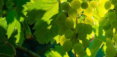 Ripe green grape in vineyard. Grapes green taste sweet growing natural. Green grape on the vine in garden photo