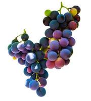 Multicolor wine grape. Copy space. Soft focus background photo