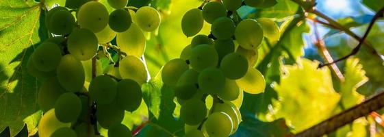 Ripe green grape in vineyard. Grapes green taste sweet growing natural. Green grape on the vine in garden photo