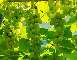 Ripe green grape in vineyard. Grapes green taste sweet growing natural. Green grape on the vine in garden photo