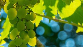 Ripe green grape in vineyard. Grapes green taste sweet growing natural. Green grape on the vine in garden photo