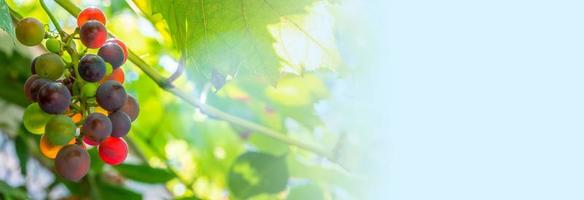 A branch of grape leaves against a clear blue sky. Copy space. photo