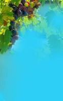 una rama de hojas de parra contra un cielo azul claro. copie el espacio foto