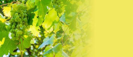 Ripe green grape in vineyard. Grapes green taste sweet growing natural. Green grape on the vine in garden photo