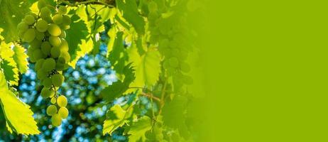 Ripe green grape in vineyard. Grapes green taste sweet growing natural. Green grape on the vine in garden photo